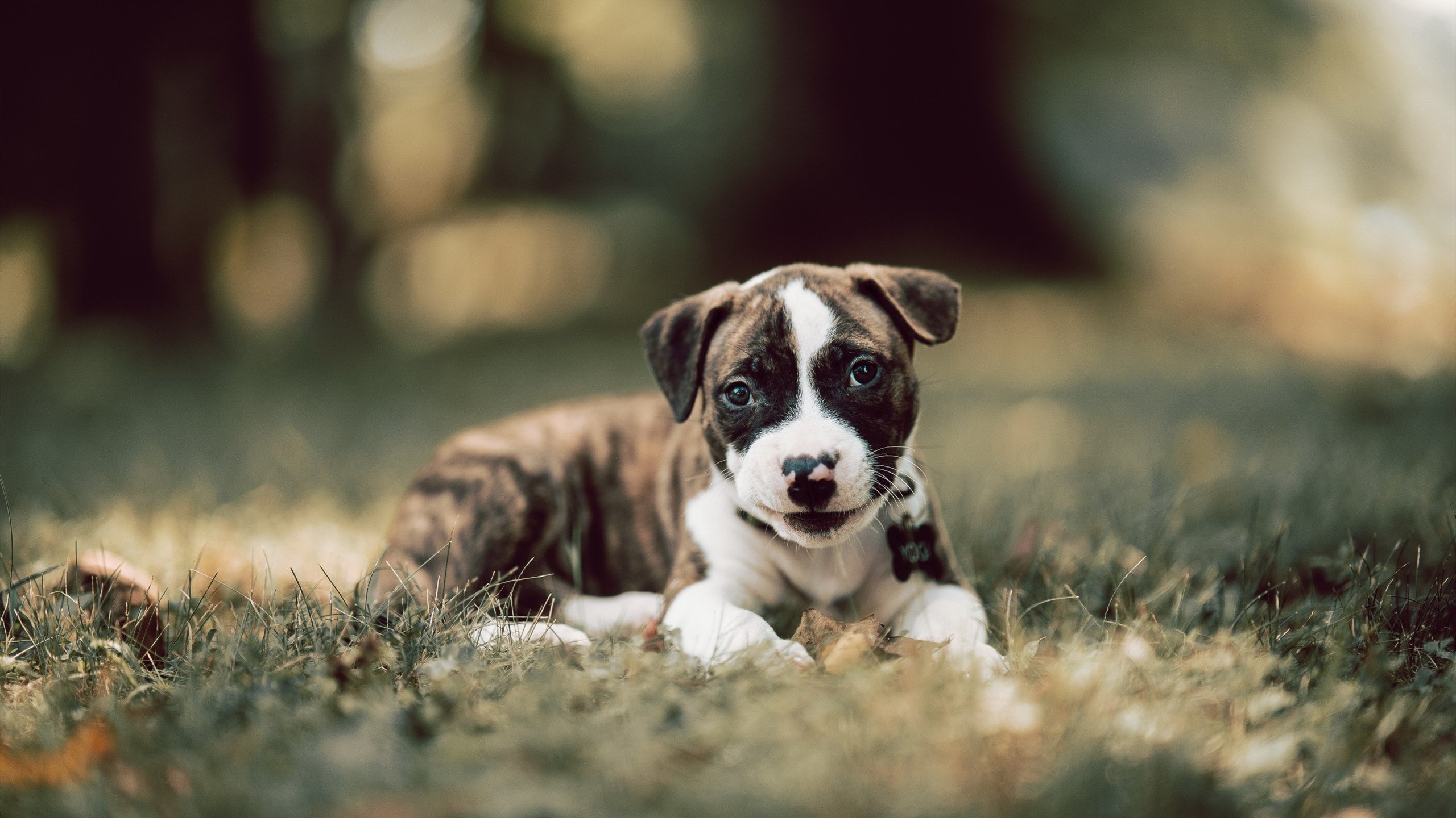 足球双重奏，意甲焦点战激荡亚平宁，法国队稳健征服喀麦隆