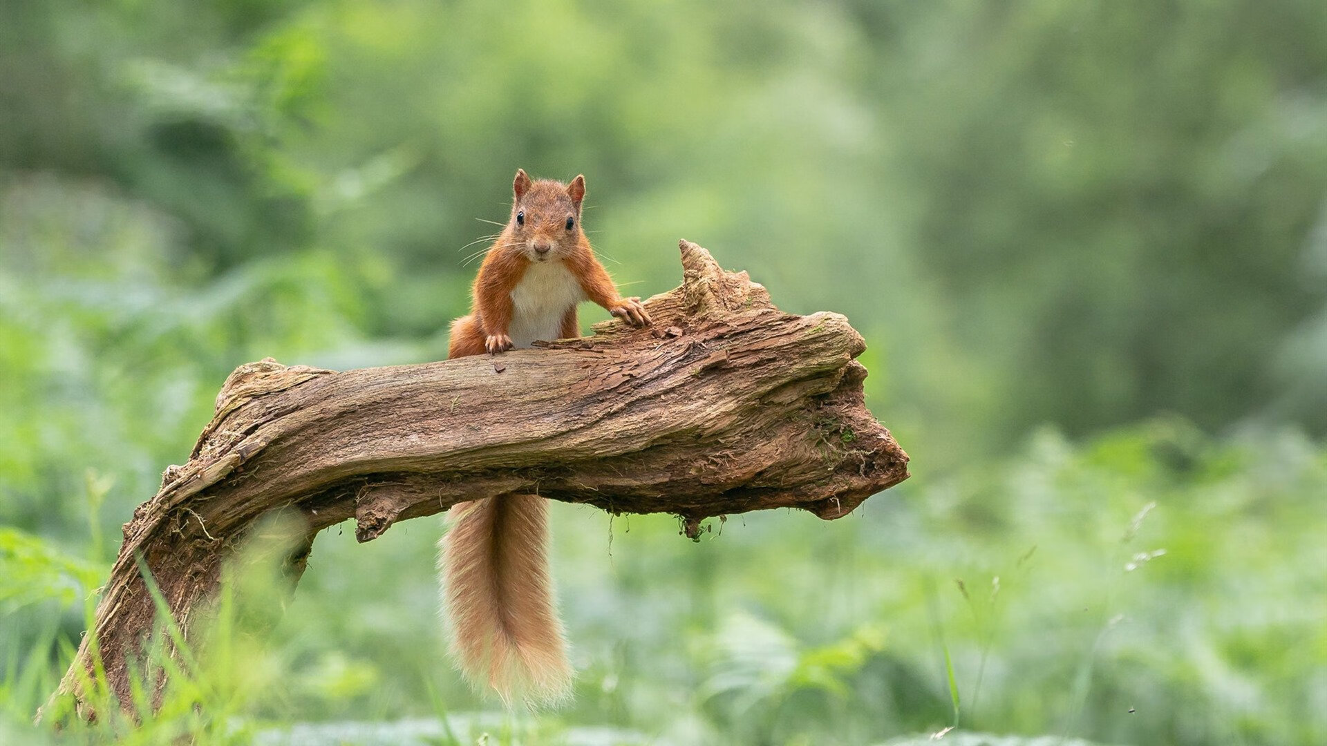 绝地逆袭,马刺智取快船,拉梅洛变身终结者