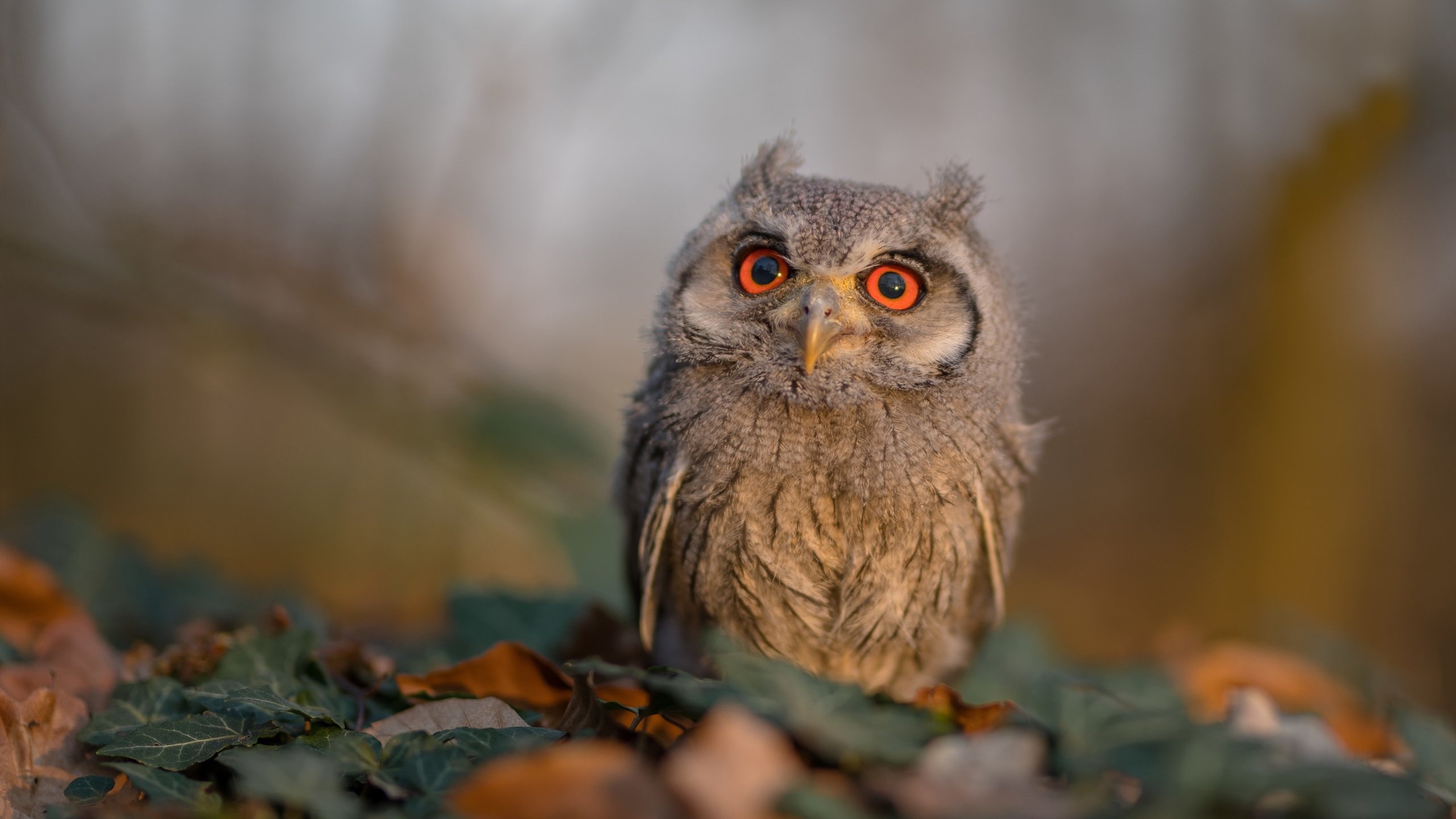 马赛对阵乌拉圭，奥纳纳的网与尖刀