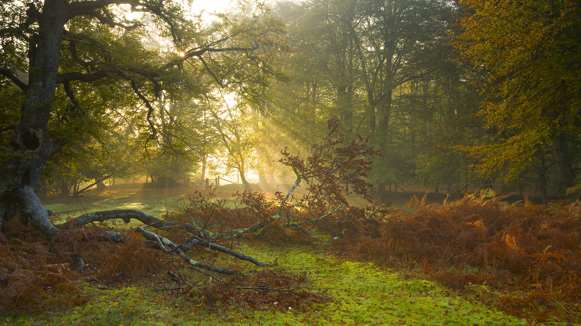 小国之光与团队之胜，克瓦拉茨赫利亚末节接管比赛，威尔士轻取乌克兰的启示