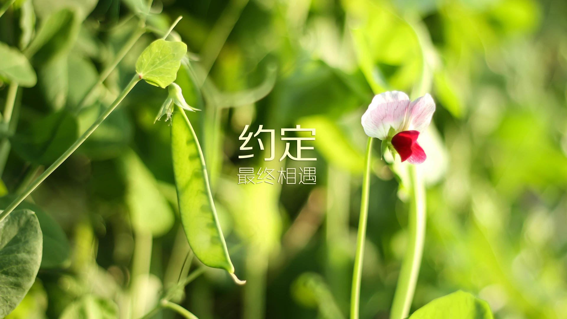 唯一剧本，贝林厄姆绝命双响，保加利亚掀翻奥地利闯入世界杯八强